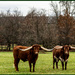 Pennsylvania Longhorns by hjbenson