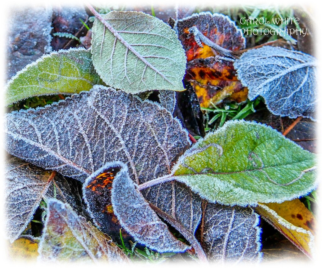 Frosted Leaves by carolmw