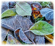 9th Dec 2022 - Frosted Leaves
