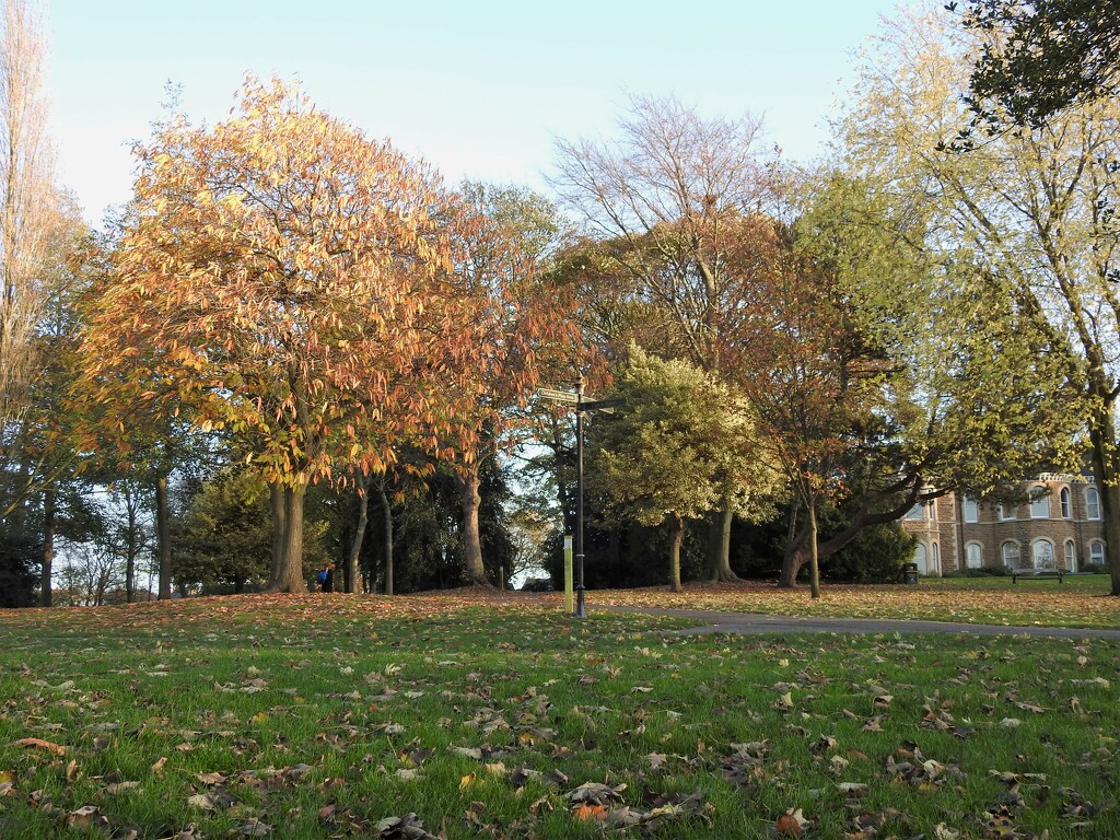Trees - Arnot Hill Park Arnold  by oldjosh