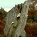 The Mushroom Tree by ajisaac
