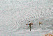 3rd Dec 2022 - DEC 3 Mallards IMG_8769AA