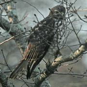 4th Dec 2022 - Dec 4 Hawk Annoyed IMG_8790A 2