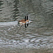 5th Dec 2022 - Dec 5 Canadian Geese IMG_8802