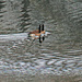Dec 5 Canadian Geese IMG_8802 by georgegailmcdowellcom