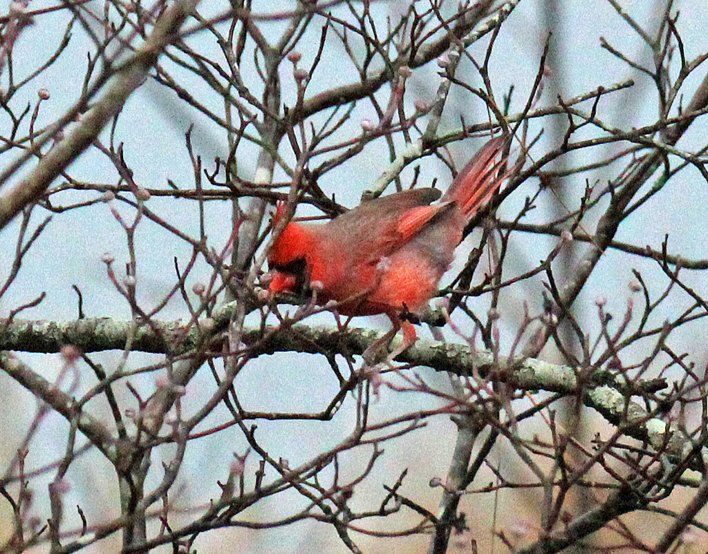 Dec 6 Cardinal IMG_8871AA by georgegailmcdowellcom