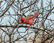 6th Dec 2022 - Dec 6 Cardinal IMG_8871AA