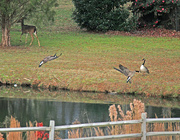 8th Dec 2022 - Dec 8 Canadians Swooping In IMG_8988A