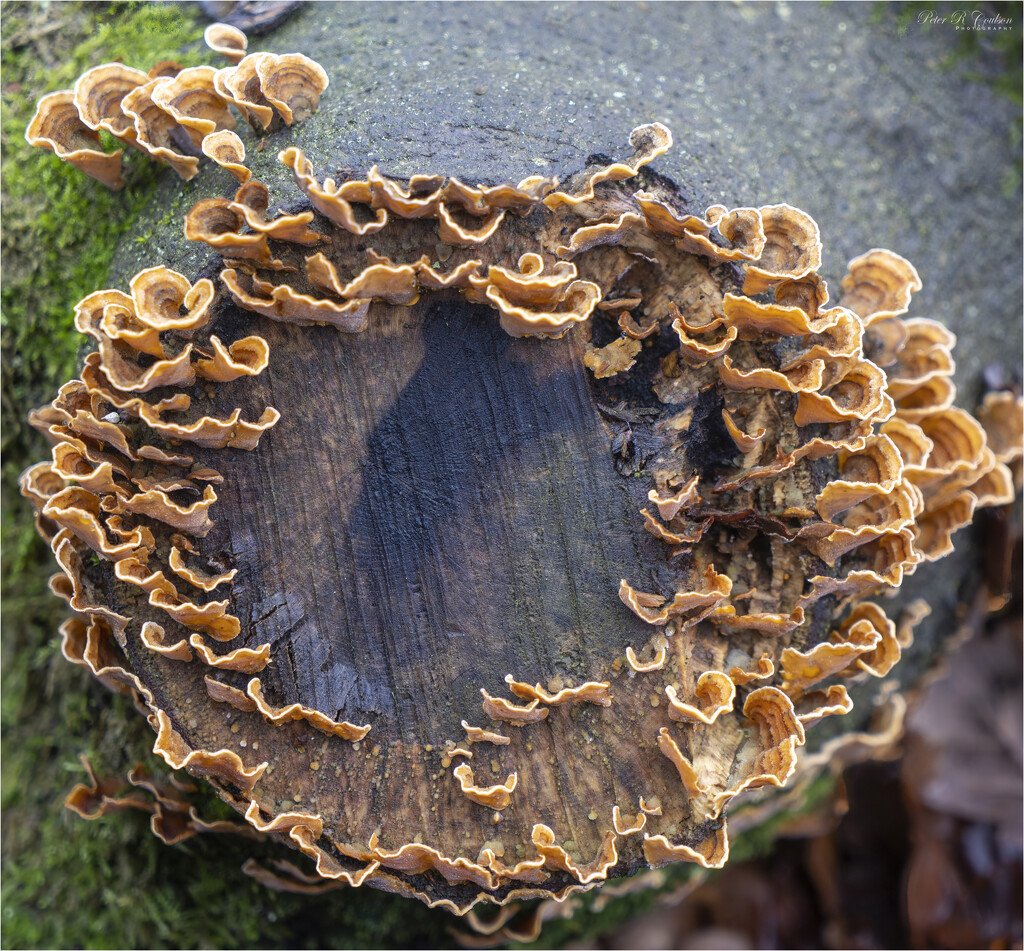 Crimped Gills Fungus by pcoulson