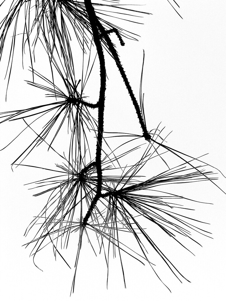 Pine branch... by marlboromaam