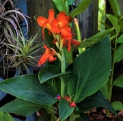 10th Dec 2022 - Canna Lily .. South Pacific ~