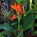 Canna Lily .. South Pacific ~ by happysnaps