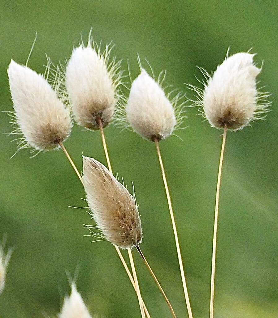 Bunny tails  by Dawn