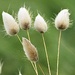 Bunny tails  by Dawn