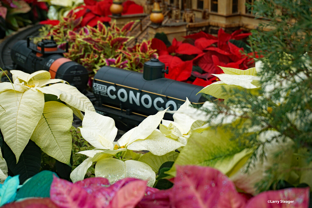 Train in the poinsettia forest. by larrysphotos