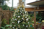 9th Dec 2022 - Holiday tree in the conservatory.