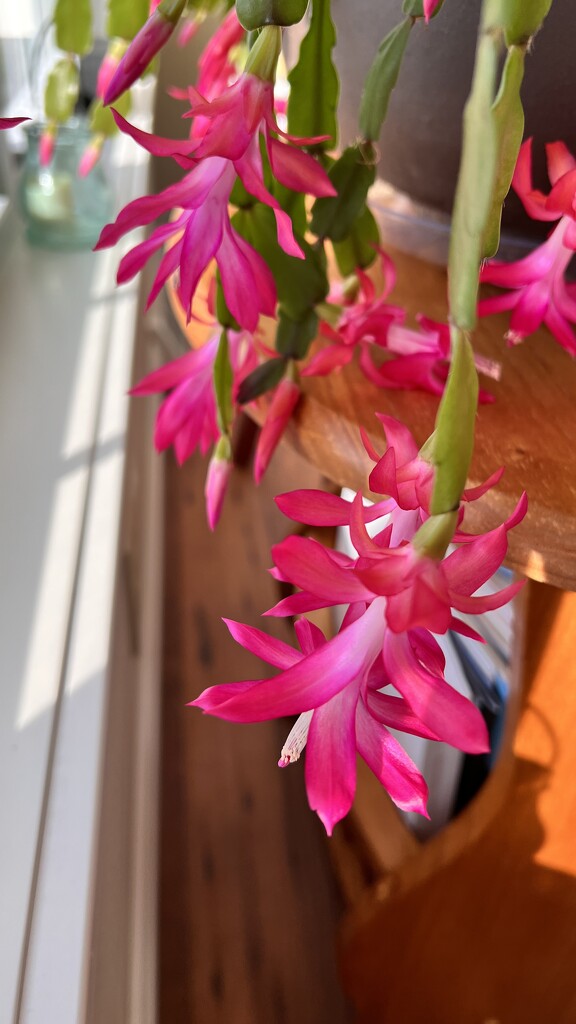 Christmas Cactus Flower by lifeisfullofpictures