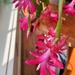 Christmas Cactus Flower by lifeisfullofpictures