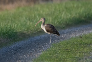 9th Dec 2022 - Why Did The Ibis Cross The Road?