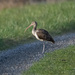 Why Did The Ibis Cross The Road?
