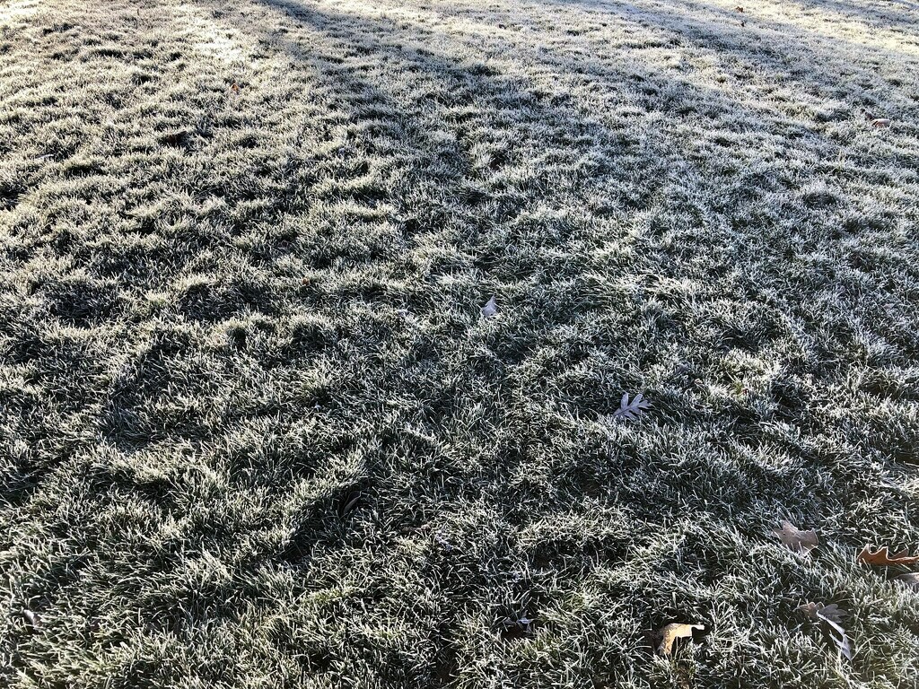Frosty Grass by pej76