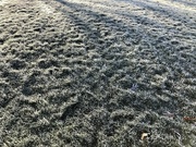 9th Dec 2022 - Frosty Grass
