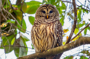 9th Dec 2022 - The Barred Owl Was Out Again Today!