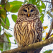 The Barred Owl Was Out Again Today! by rickster549