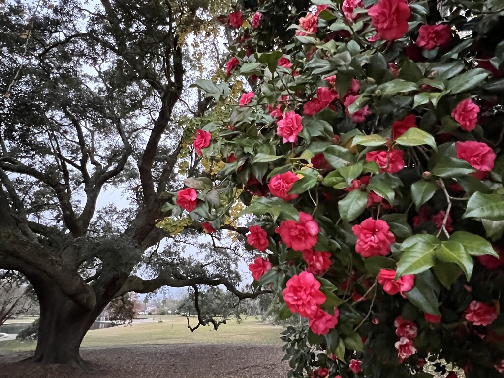 Camellias and live oak by congaree