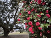 10th Dec 2022 - Camellias and live oak