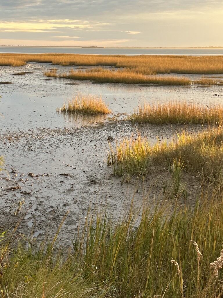 Late afternoon marsh light by congaree