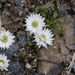 Alpine flowers by dkbarnett