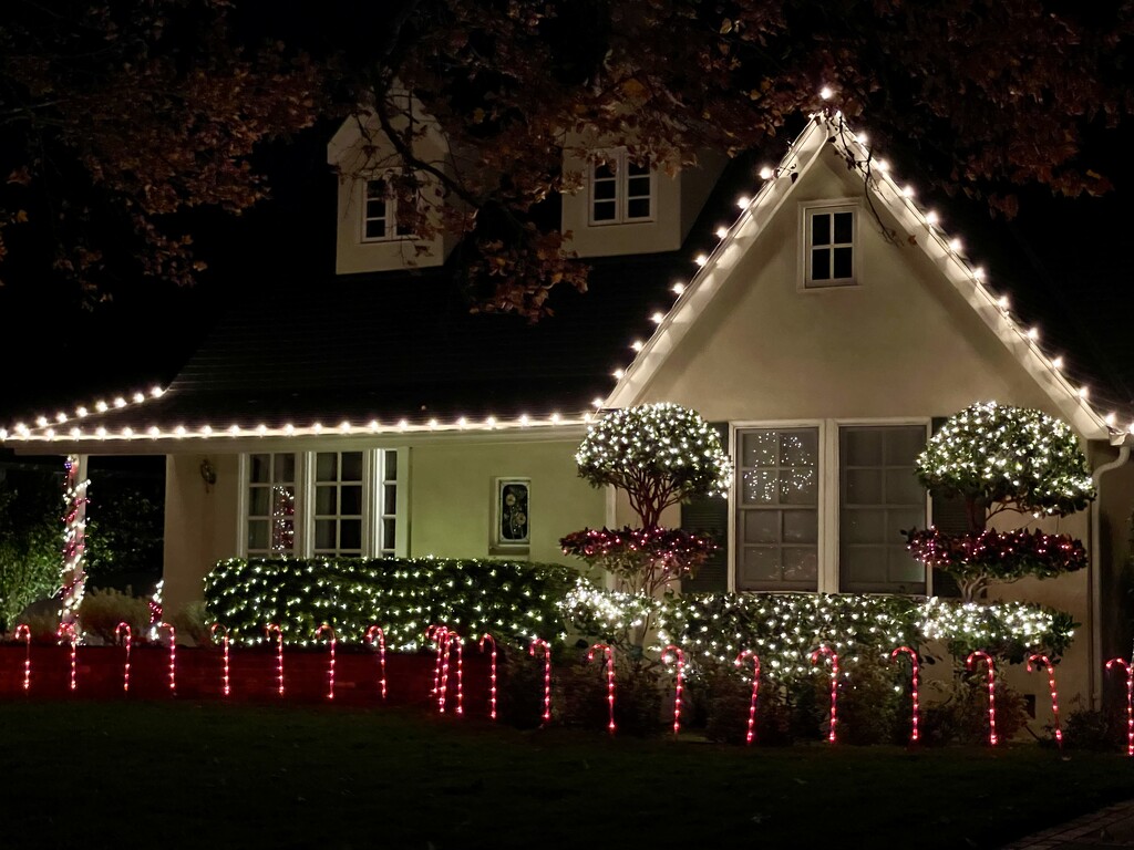 Holiday Lights by gardenfolk