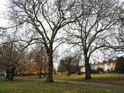 27th Nov 2022 - Trees Victoria Park