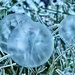 Frosty bubbles by wakelys