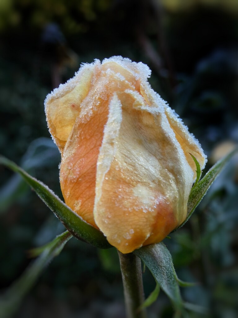 Frosted Petals by 30pics4jackiesdiamond