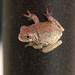 Froggie by swchappell