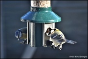 10th Dec 2022 - Dining together on the new feeder