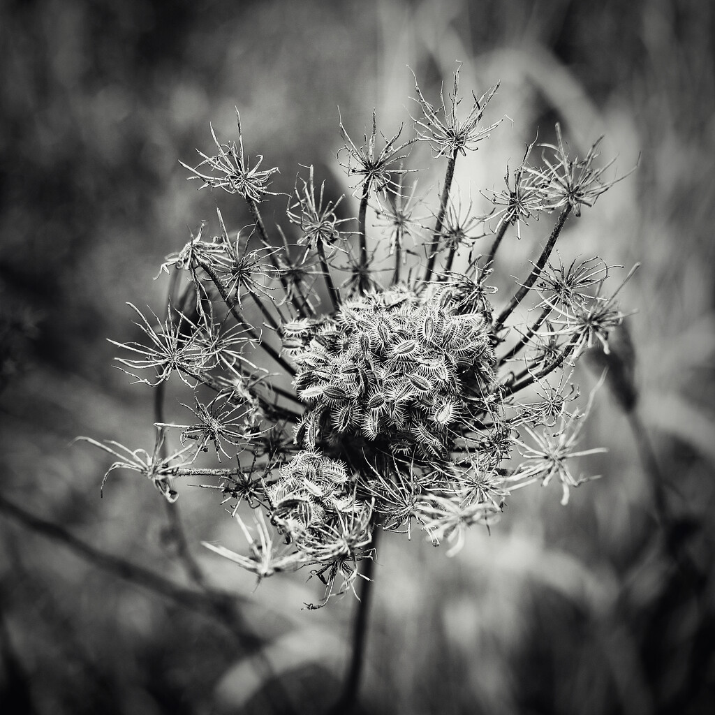 Seed Nest by juliedduncan