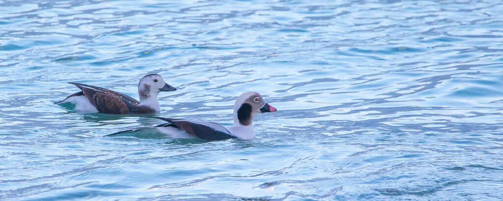 Long-tailed Duck by lifeat60degrees