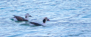 10th Dec 2022 - Long-tailed Duck