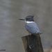 LHG_8470_Kingfisher pauses by rontu
