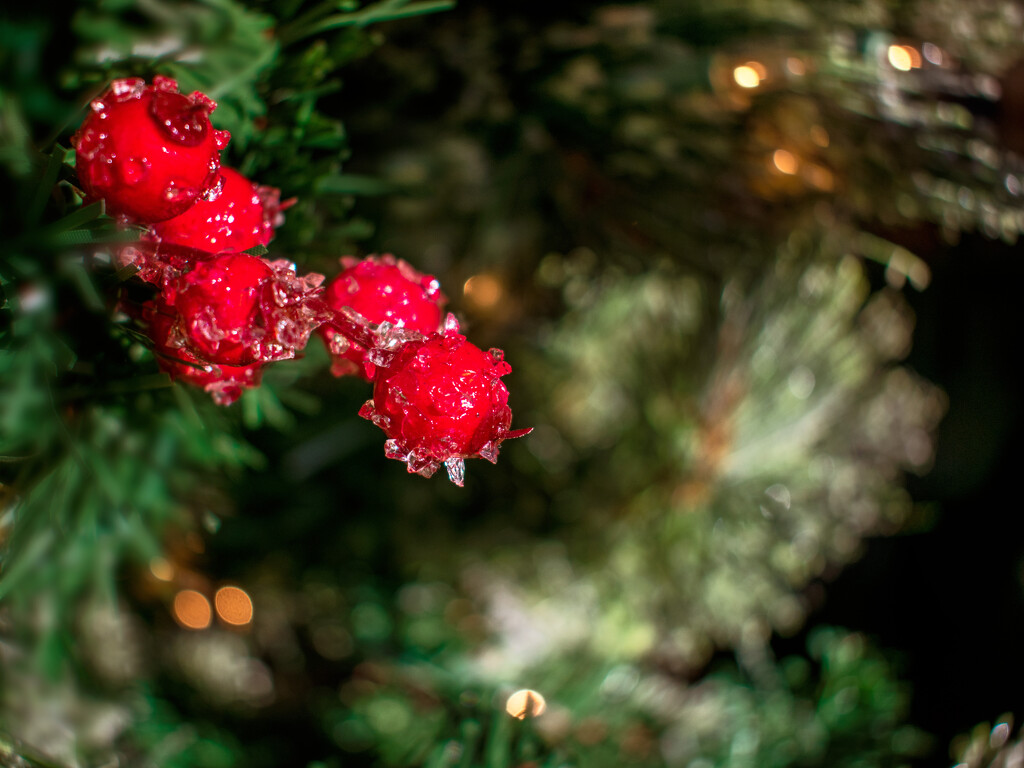 Red berry holly by 365projectorgchristine