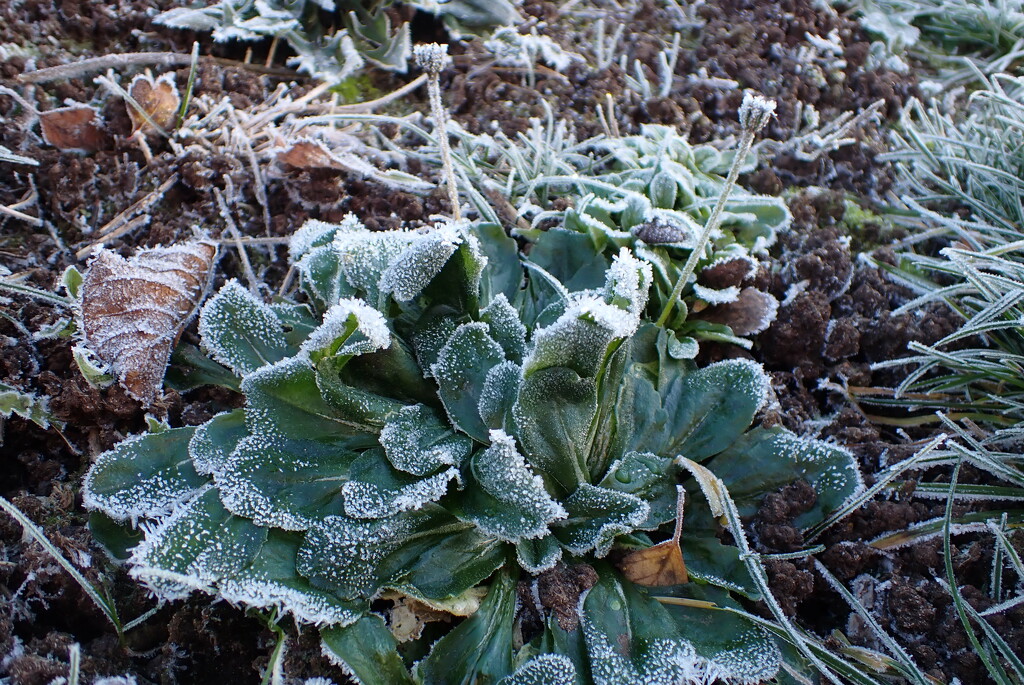 Slowly defrosting daisy by speedwell