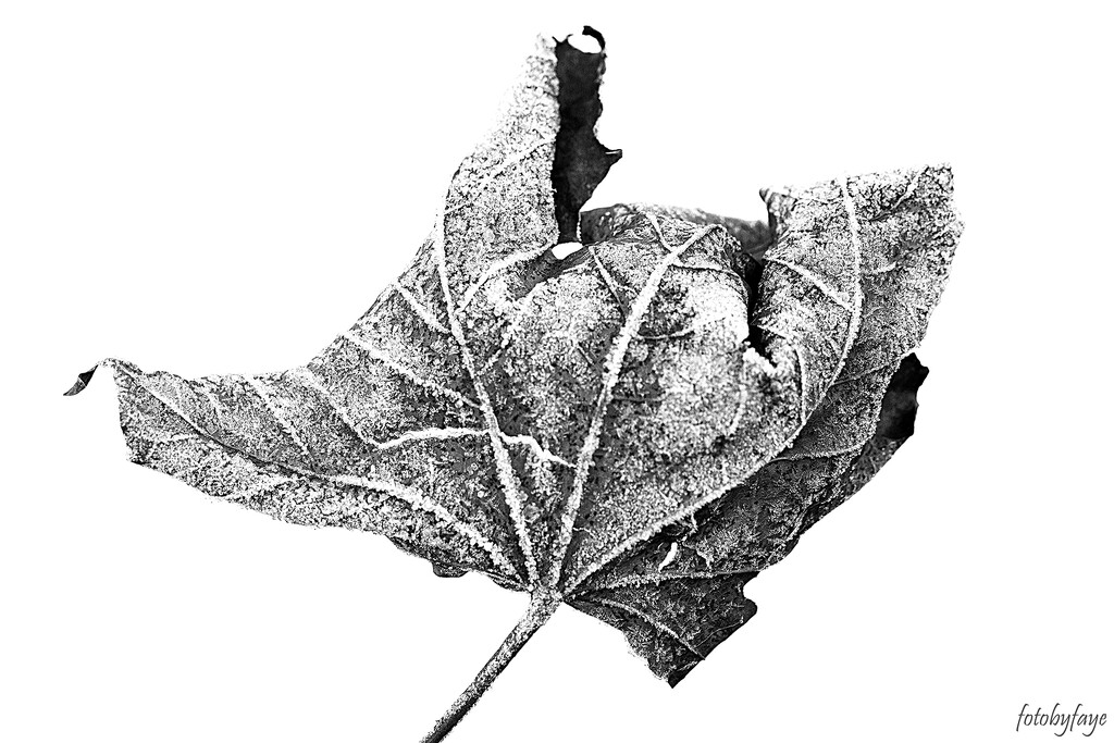 Frosty leaf by fayefaye