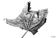 10th Dec 2022 - Frosty leaf