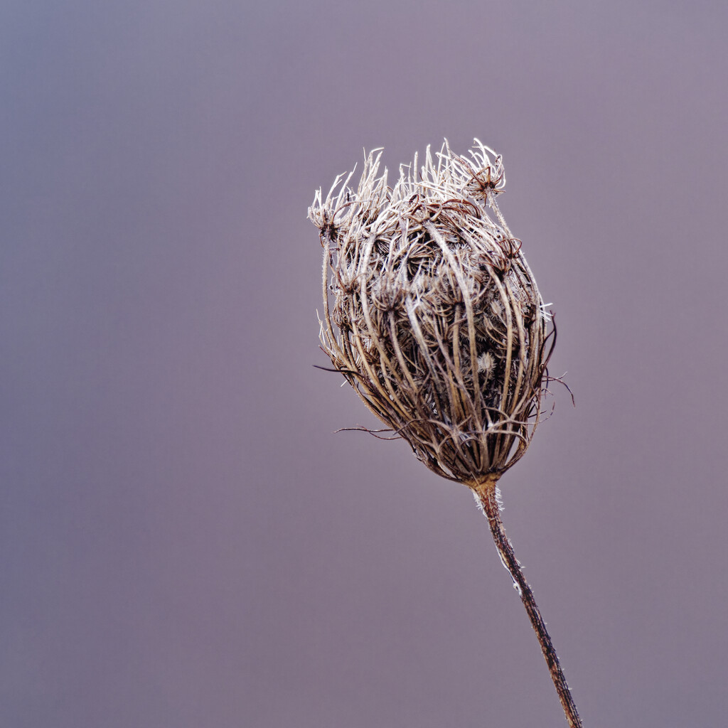 Royal Queen Anne's Lace by rminer