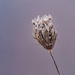Royal Queen Anne's Lace by rminer
