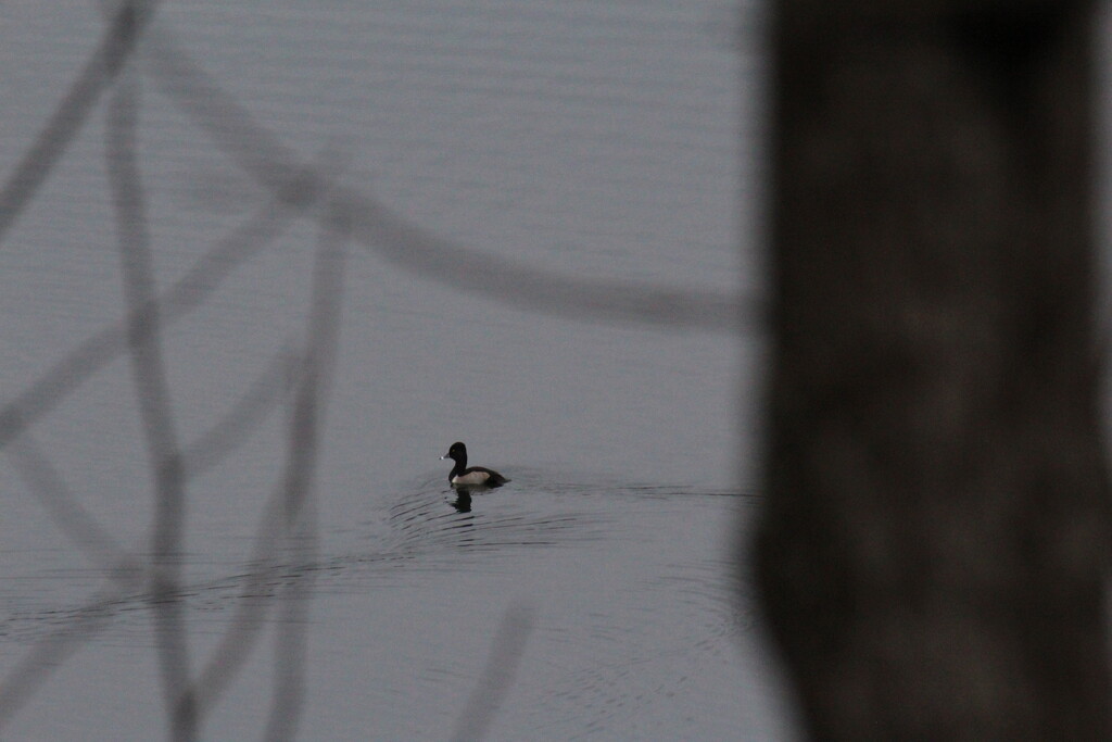 Dec 9 Ring Necked Duck IMG_9027A by georgegailmcdowellcom