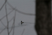 9th Dec 2022 - Dec 9 Ring Necked Duck IMG_9027A